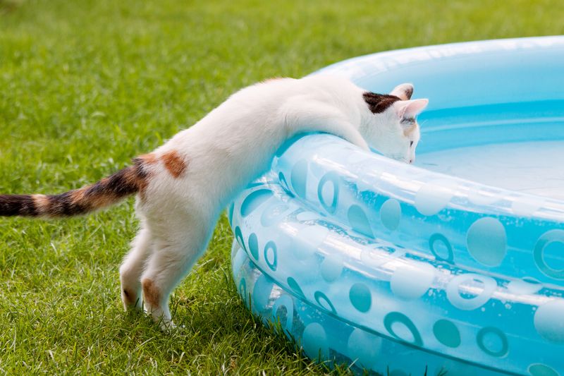 Cats Prefer Moving Water