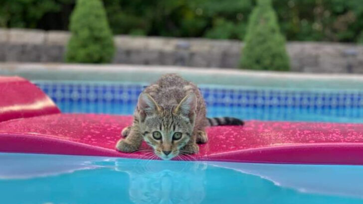 7 Reasons Your Cat Thinks the Pool Is a Giant Sparkling Water Dish