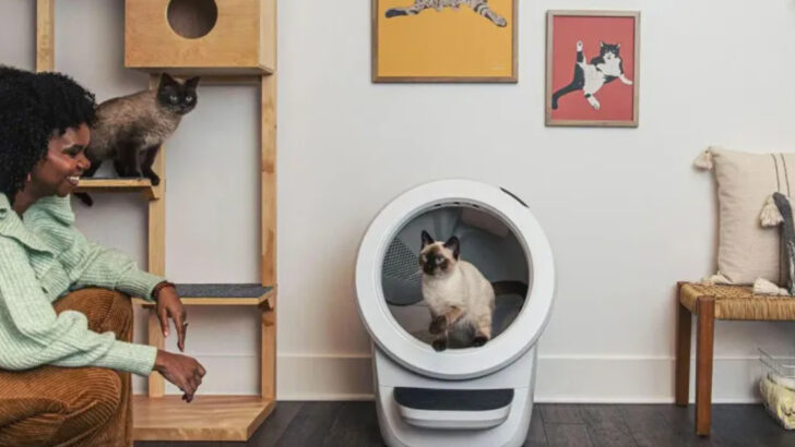7 Reasons an Automated Litter Box Is Worth Every Penny