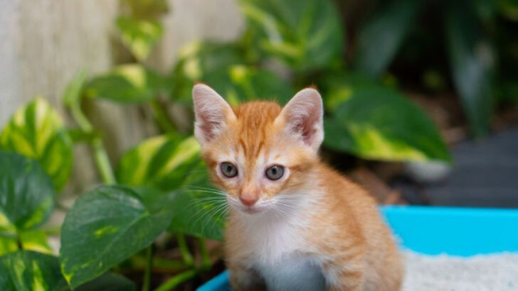 7 Signs Your Cat’s Peeing Schedule Is (or Isn’t) Normal