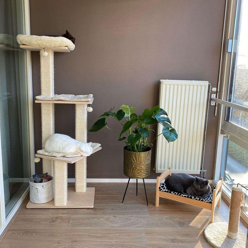 Choose the Purrfect Space