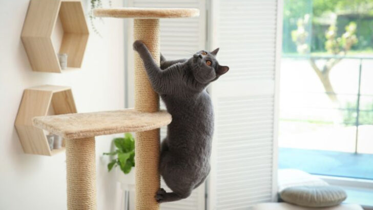 7 Simple Steps to Design a Cozy Room Just for Your Cat