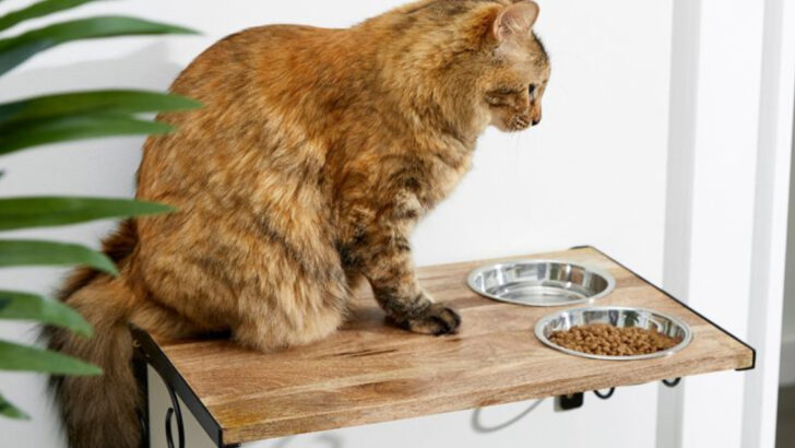 7 Space-Saving Wall Products for Active Cats