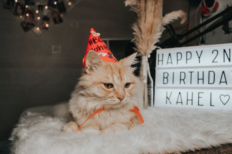 Set the Scene with a Pet-Safe Space