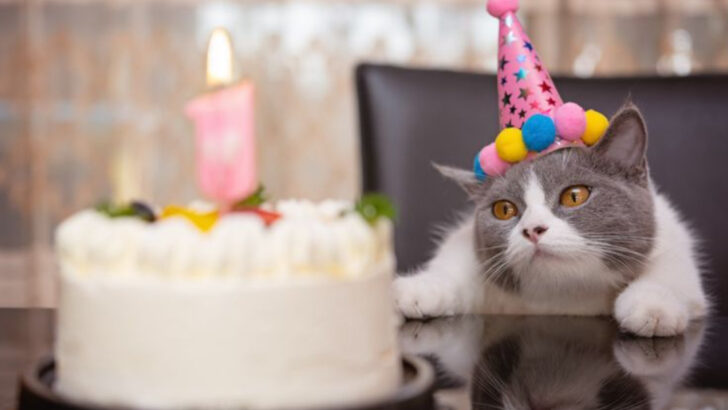 7 Steps to Hosting a Pet-Friendly Event