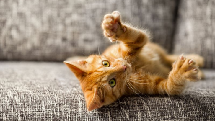 7 Things Cat Owners Get Wrong & 7 Ways to Fix Them