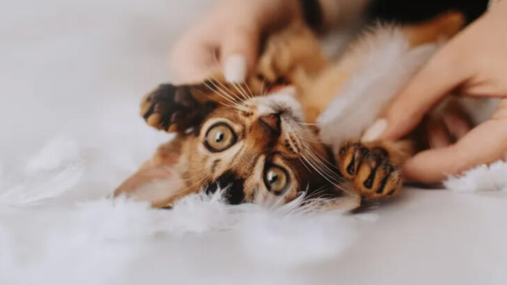 7 Things to Do in Your First Week as a Cat Parent