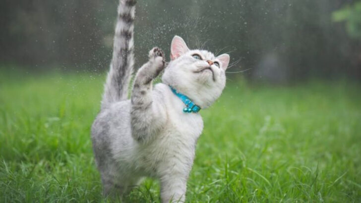 7 Things to Pack for a Rainy Day Stroll with Your Cat