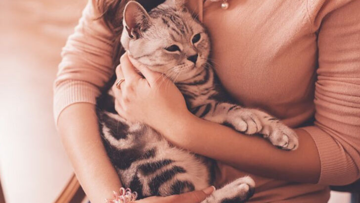 7 Times You Should NOT Pick Up Your Cat & 3 Ways to Interact Instead