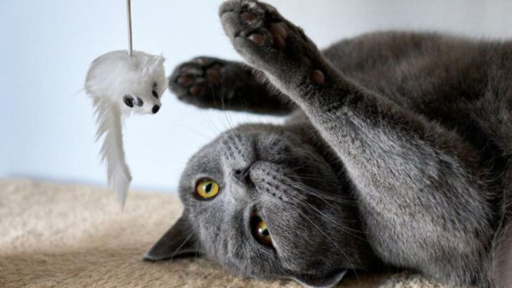 7 Times Your Cat Is Definitely Lying to You