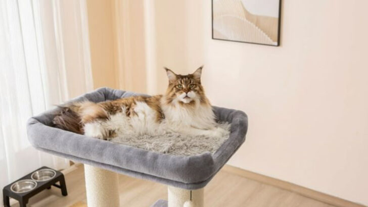 7 Tips for Selecting a Cat Tree Tailored to Your Cat’s Energy and Play Habits