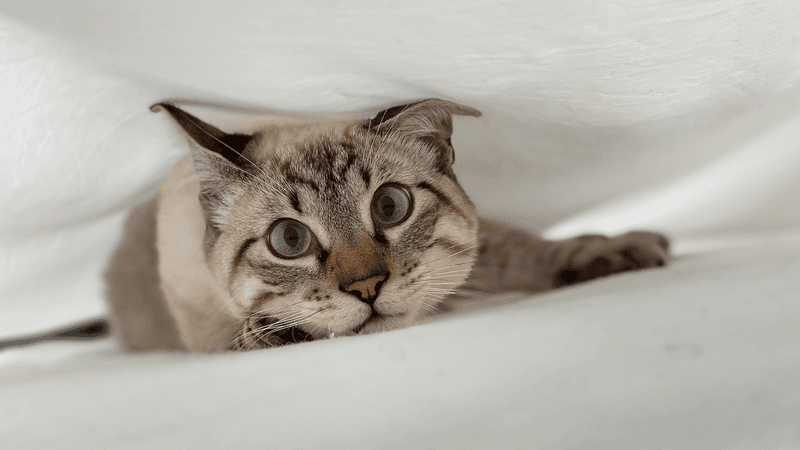 Know Thy Kitty: Observe Their Zoomies and Zzz’s