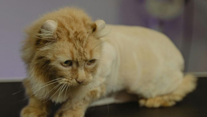 7 Tricks to Shave a Cat That Absolutely Hates It