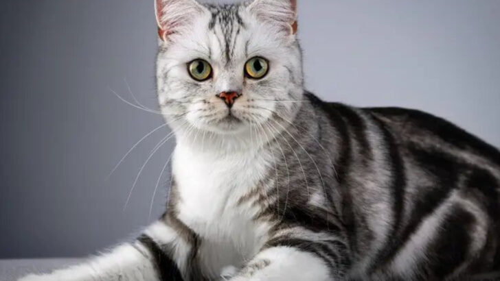 7 Underrated Cat Breeds that Deserve More Attention