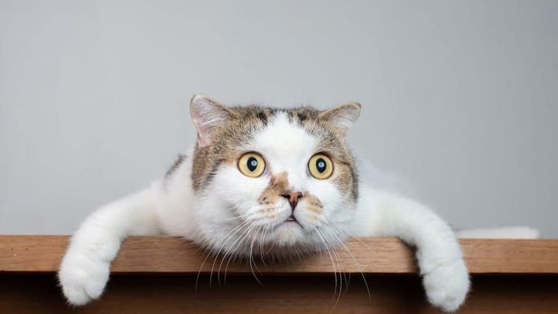 Startled by the Sound