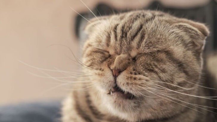 7 Unexpected Reasons Cats React to Sneezing