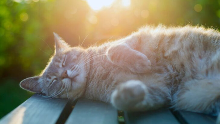 7 Ways Sunscreen Could Affect Your Cat’s Health