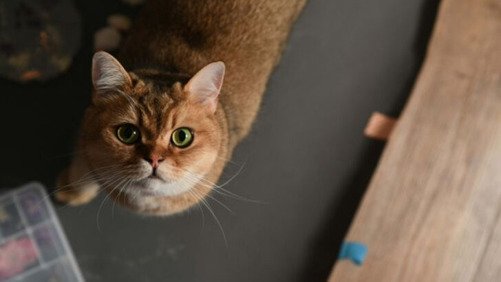 7 Ways Your Cat Is Trying to Herd You (Like You’re Her Kitten)