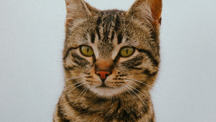 7 Ways Your Cat Is a Better Judge of Character Than You