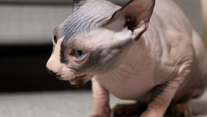 7 Ways to Respond to Cat Choking and Keep It From Happening Again