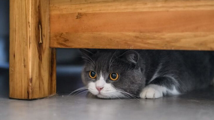 7 Ways to Satisfy Your Cat’s Instinct to Hide