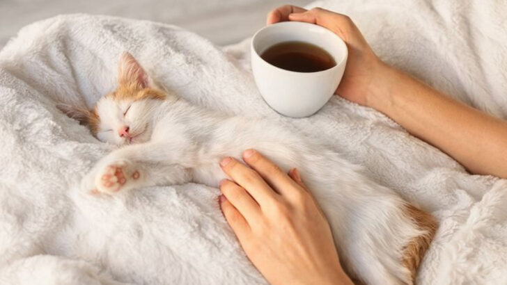 7 Ways to Share Your Bed with Your Cat and Still Sleep Well