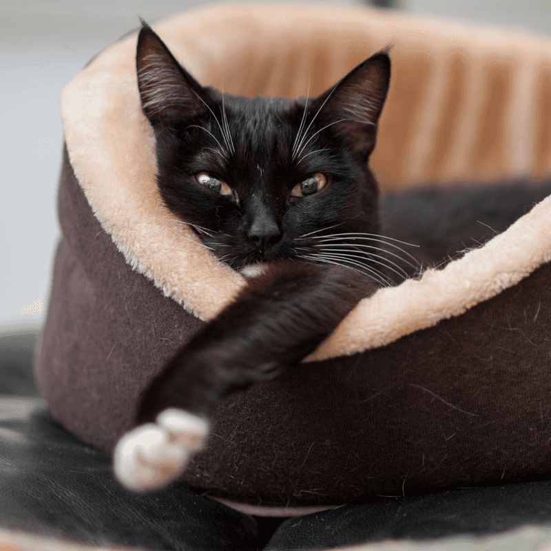Create a Designated Cat Sleep Zone