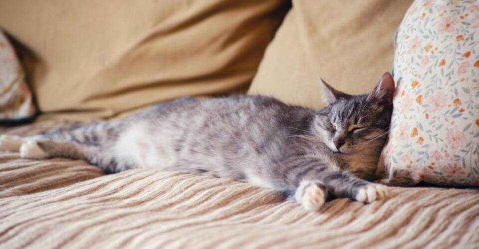 Cat Let 7 Ways to Tell When It’s Time to Let Your Cat Go & 3 Healing Steps After