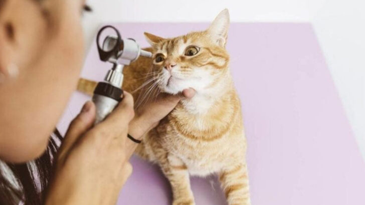 7 Ways to Use Eye Drops for Cats Effectively and Safely