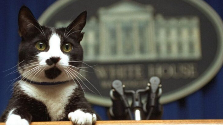7 White House Residents That Left Their Paw Print on History