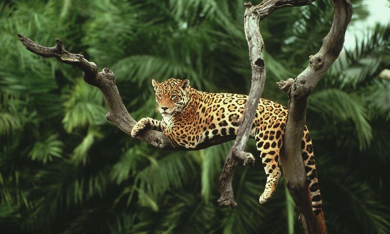 Jaguar (Panthera onca)
