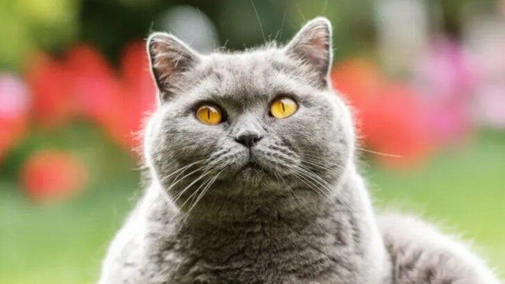 7 Cat Breeds That Won’t Break the Bank