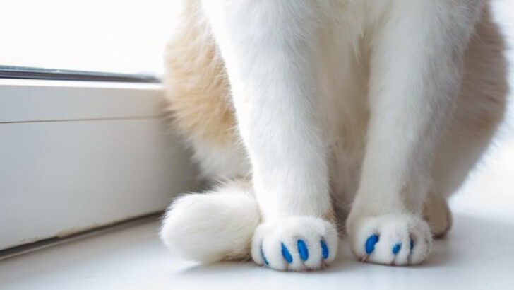 7 Cat Nail Cap Myths Explained