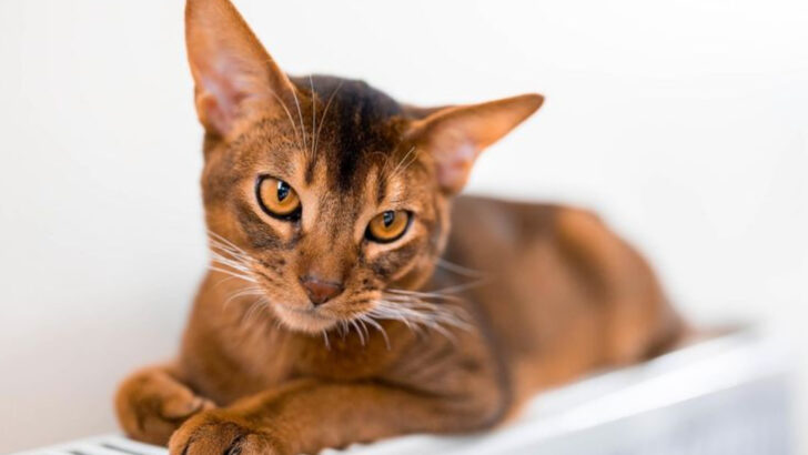 7 Cats Known for Bad Behavior & 7 Known for Their Best Traits