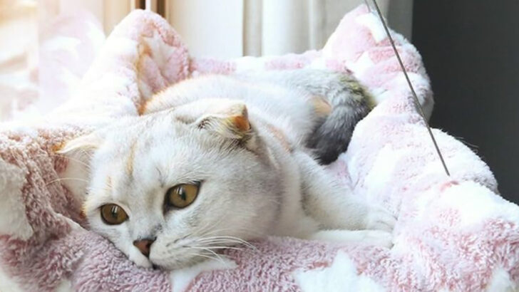 7 Daily Acts of Kindness That Mean the World to Your Cat