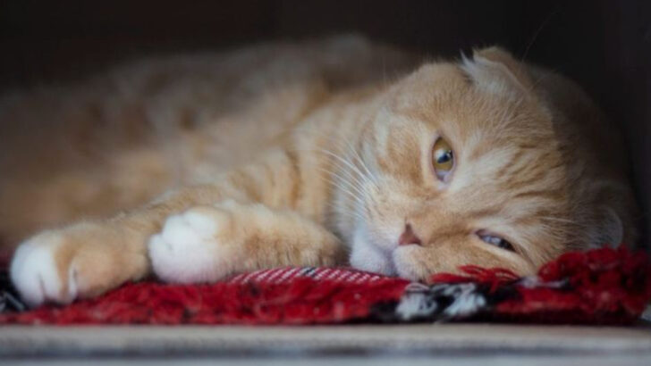 7 Signs Your Cat Was Abused & 5 Ways to Help Her Feel Safe