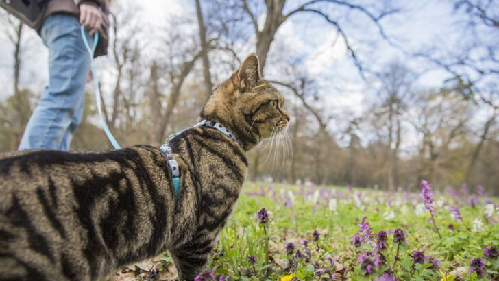 7 Steps To Turn Your Cat Into A Fearless Adventurer