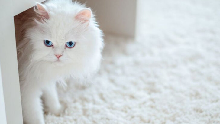 7 Things You’re Doing Wrong When Leaving Your Cat Home Alone