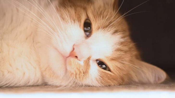 7 Ways Cats Suffer in Silence — Yet Deeply