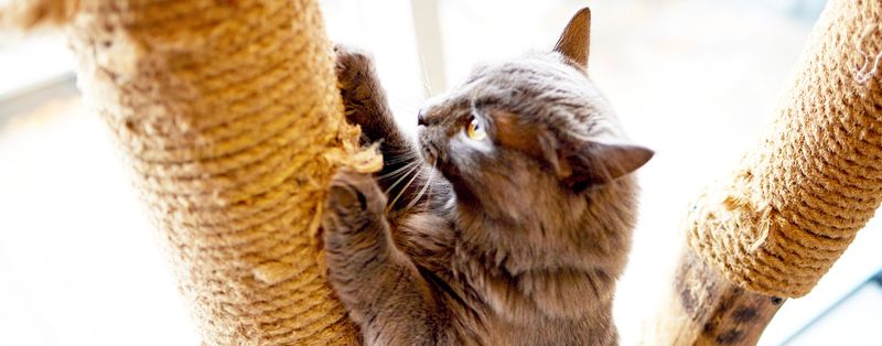 7. Encouraging Use of Scratching Posts
