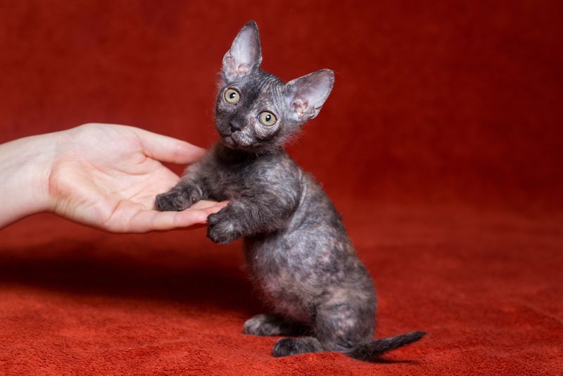 Bambino (Sphynx + Munchkin)