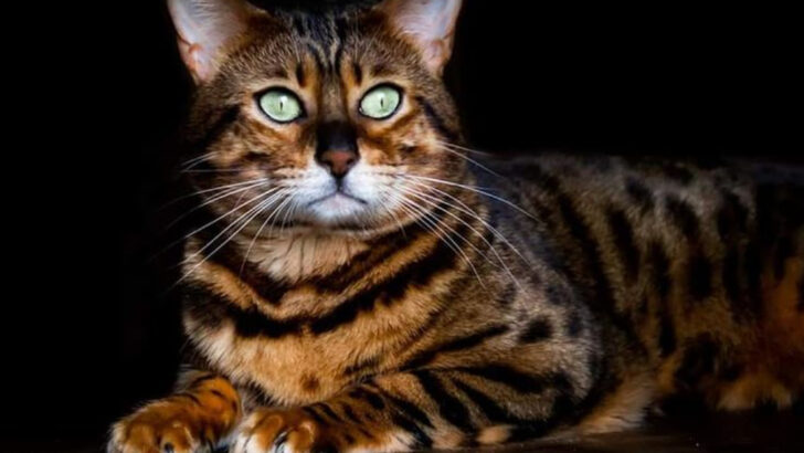 8 Adorable Crossbreed Cats That Rival Purebreds in Cuteness