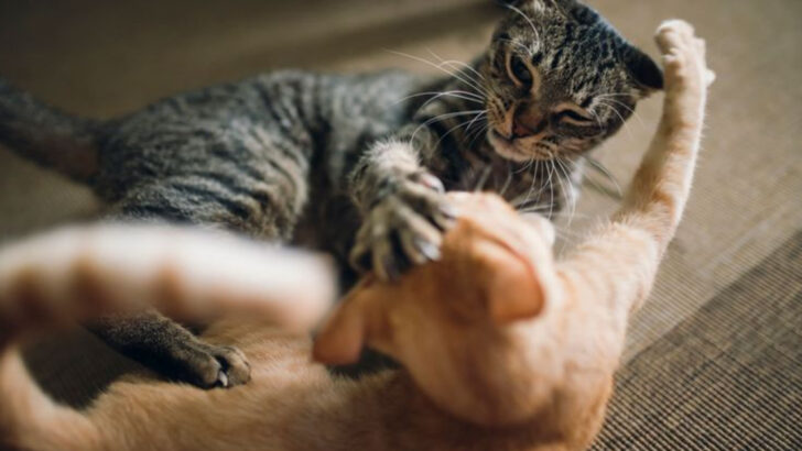 8 Behavioral Clues Your Cat Is Craving More Mental Stimulation