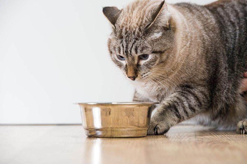 Instinct to Hide Leftovers