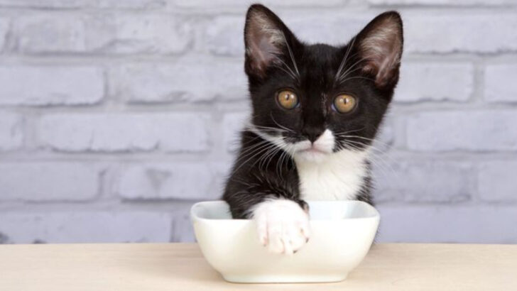 8 Behavioral Cues That Explain Food-Covering in Cats