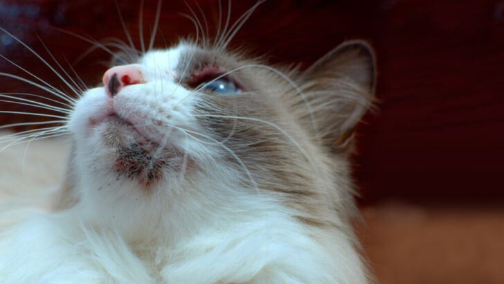 8 Common Causes of Acne and Stud Tail in Cats & 8 Ways to Treat Them