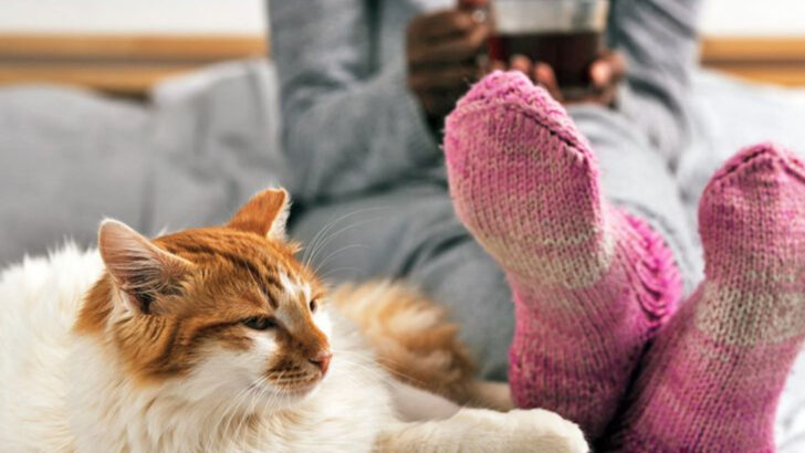 8 Common Explanations for Why Cats Target Feet