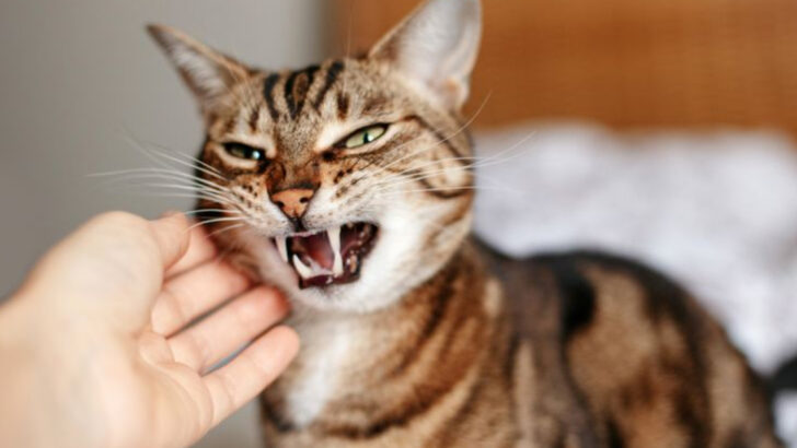 8 Common Explanations for a Chatty Tabby