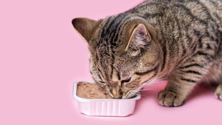 8 Easy Ways to Get Your Picky Cat to Eat Without Treats