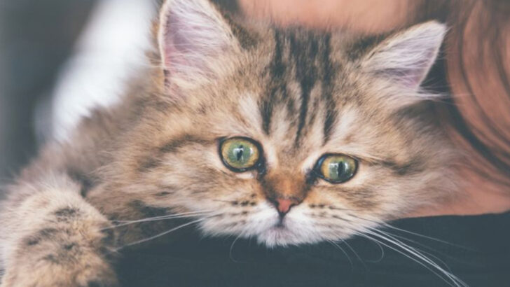 8 Emotional Cues Cats Pick Up Immediately